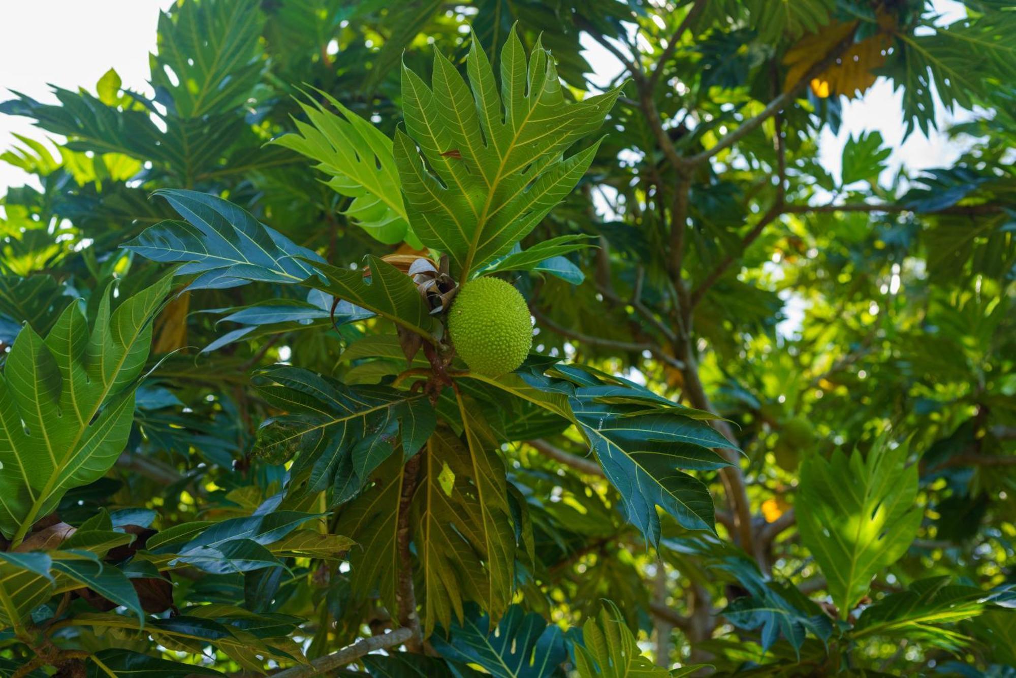 فندق Majentra إيلا المظهر الخارجي الصورة