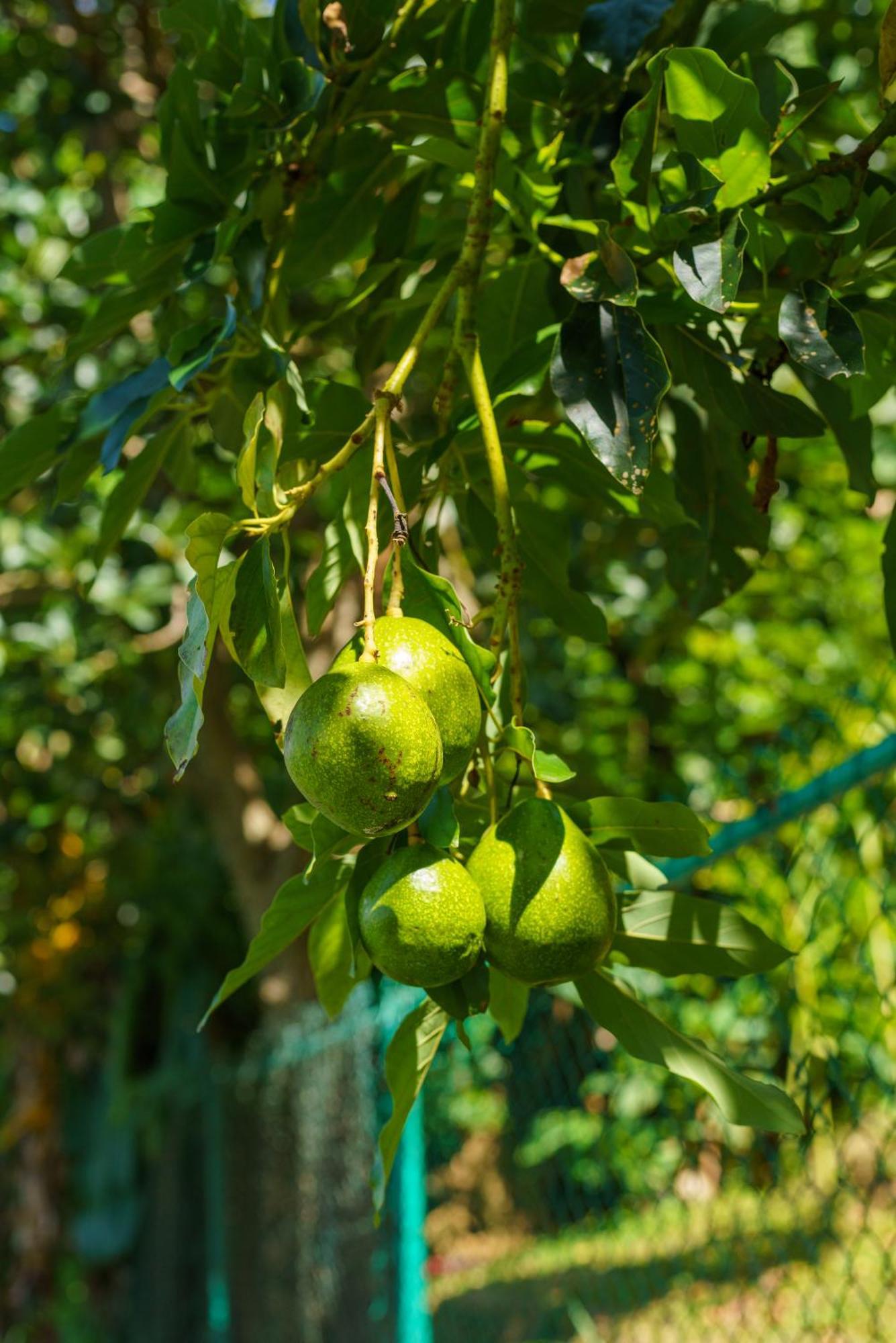 فندق Majentra إيلا المظهر الخارجي الصورة